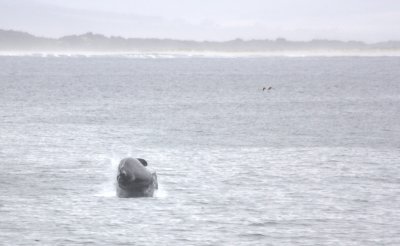 Breaching Right Whale II