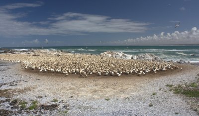 Cape Gannets