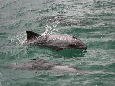 Haviside's Dolphins