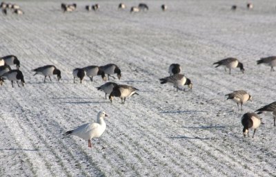 Ross' Goose and Barnacle Geese