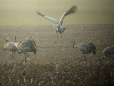 Cranes V