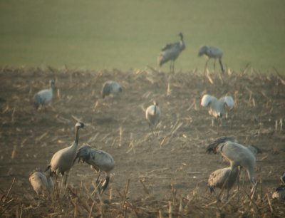 Cranes VI