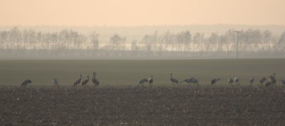 Cranes I