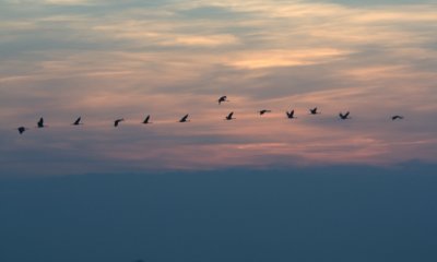 Cranes IX