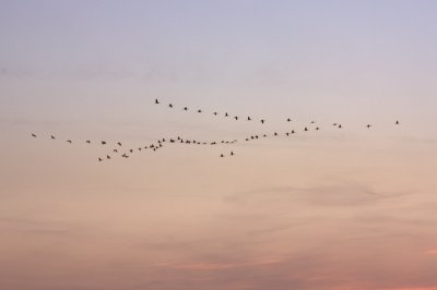 Cranes X