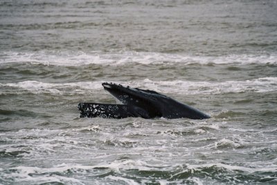 Humpback Whale - Marsdiep 12-05-2007