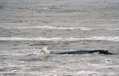 Humpback Whale - Marsdiep 12-05-2007