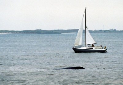Humpback Whale - Marsdiep 13-05-2007