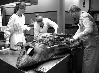 Gallery: IMARES Autopsy of stranded dolphins, 14th of December 2007