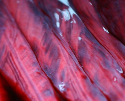 Gallery: IMARES Autopsy of stranded dolphins, 14th of December 2007