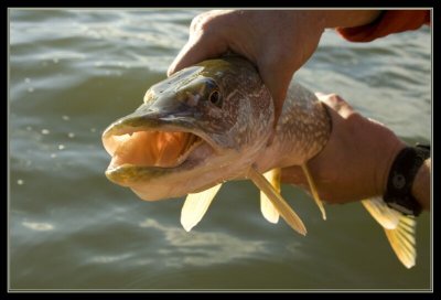 fish2sm.jpg