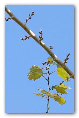 a touch of autumn