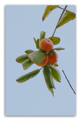 Persimmon