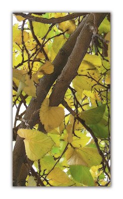 fall tint