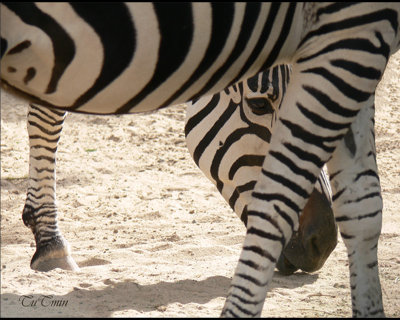 striped crossing