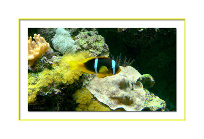 twoband anemonefish