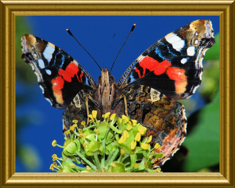 RED ADMIRAL - ATALANTA