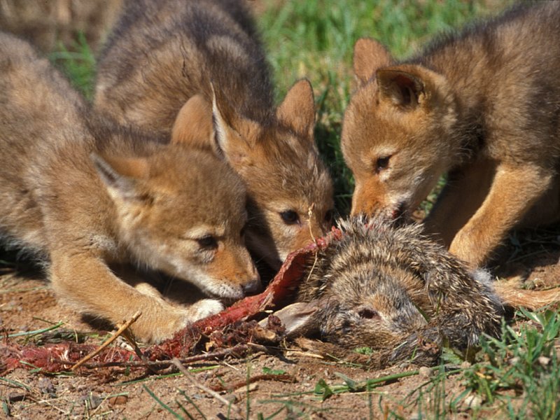 Coyote Pups Three Eating Rabbit