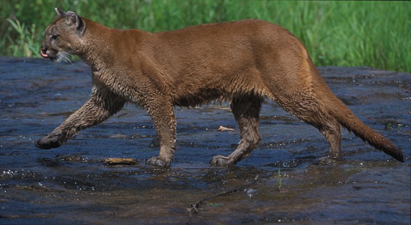 Cougar Running Thru Water