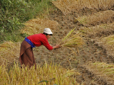 Cutting and Stacking Rice Punakha