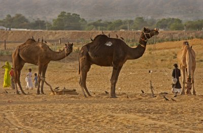 Camels for Sale