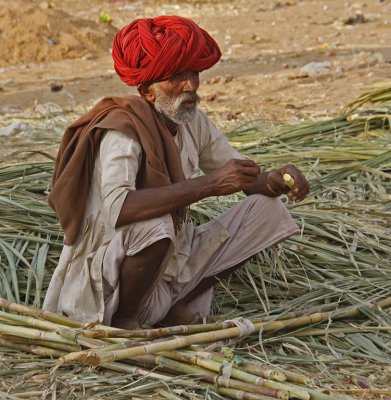 Selling Sugar Cane