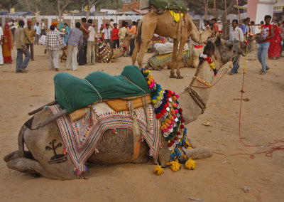 Camels Waiting for Riders