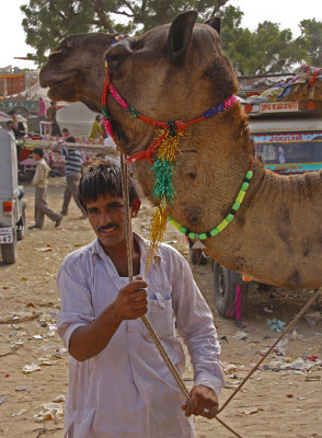 Camel for Sale