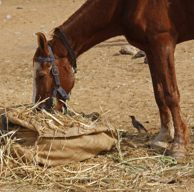 Horse Feeding