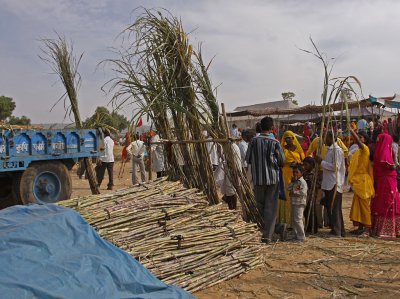 Selling Bunches of Sugar Cane