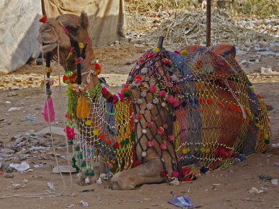 Camel Adorned