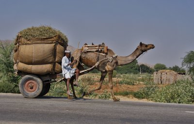Camel Cart with Hay