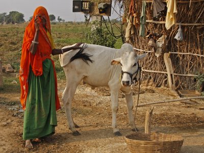 Woman and her Cow