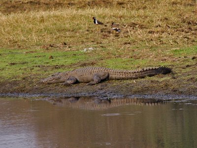 Ranthambhore Crocodile
