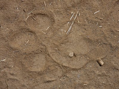 Tiger Paw Print