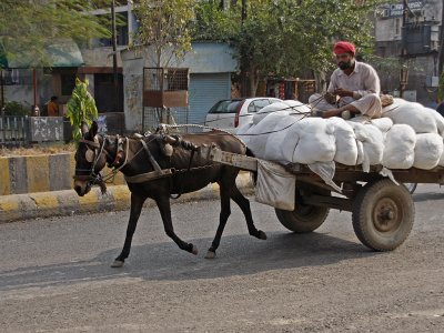 Horse Cart Transport