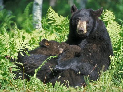 Bear Cubs Two Nursing