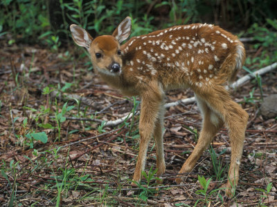 Fawn in Brown Leaves