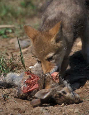 Coyote Pup Chewing Rabbit