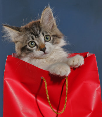 Princess in Red Bag