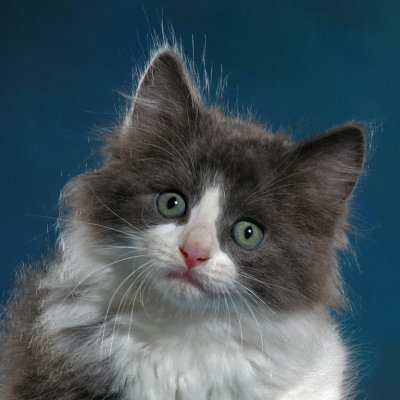 Gray Tuxedo Kitten