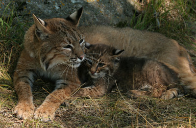 Bobcat Mom with Babe