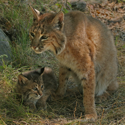Bobcat Mom Protecting Babe
