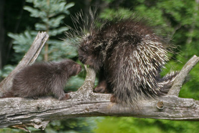 Porcupine Mom and Babe