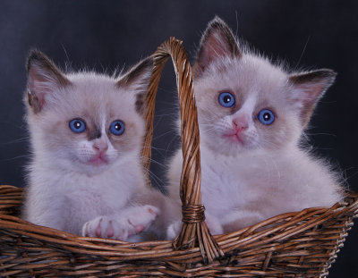 Cookie and Cappuccino