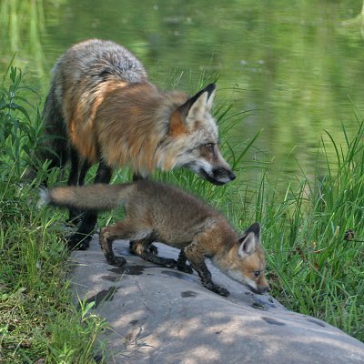 Cross Fox and Pup on Rock