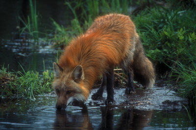 Red Fox Drinking