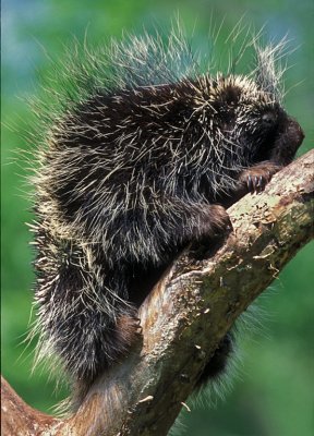 Porcupine Adult in Fork