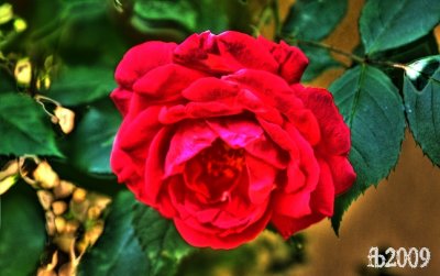 hdr1.jpg