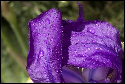 Iris sibirica macro
